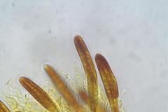 Acanthostigma minutum