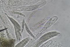 Acanthostigma minutum