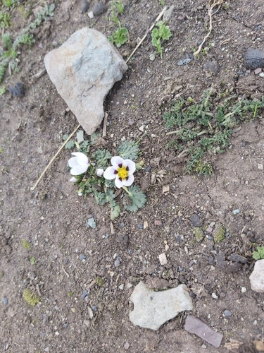 Acaulimalva nubigena (Acaulimalva nubigena)