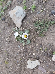 Acaulimalva nubigena