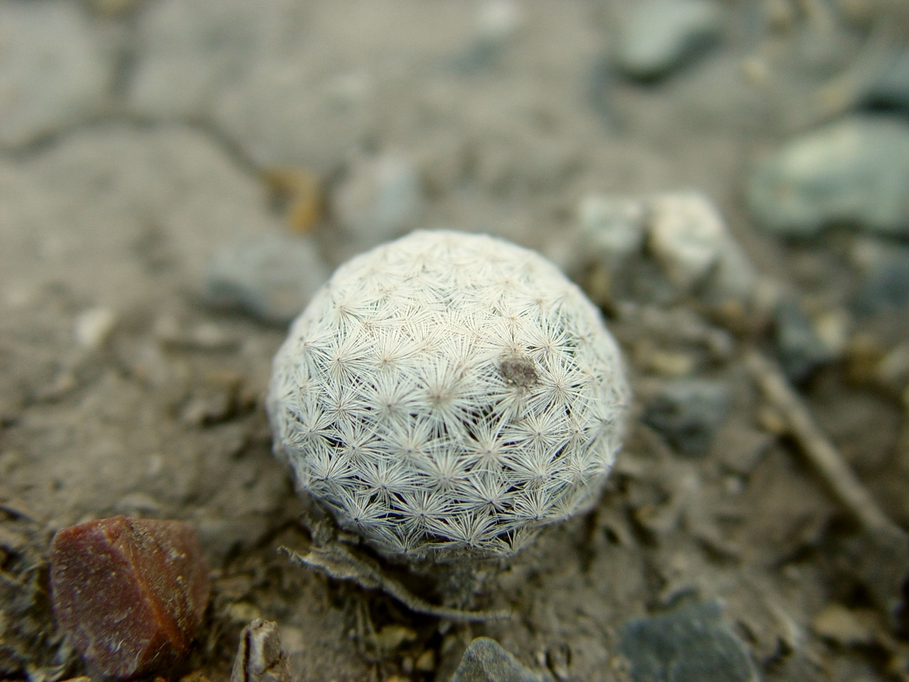Imagem de Cacto-bola