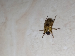 Cyclocephala amazona