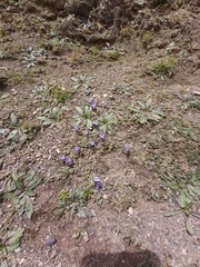 Astragalus uniflorus