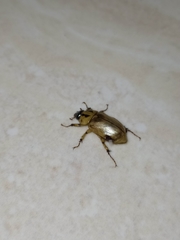 Cyclocephala amazona