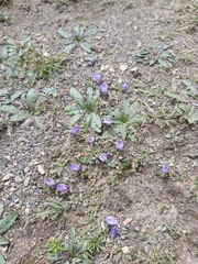 Astragalus uniflorus