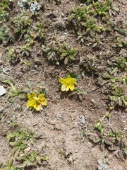 Ranunculus filamentosus