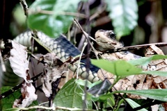 Chironius flavopictus