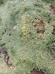 Pycnophyllum tetrastichum