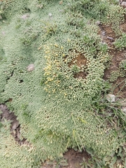 Pycnophyllum tetrastichum