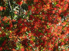 Embothrium coccineum