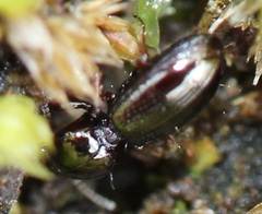 Dyschirius