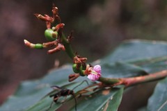 Alpinia arundelliana