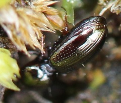 Dyschirius