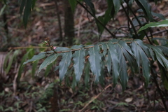 Alpinia arundelliana