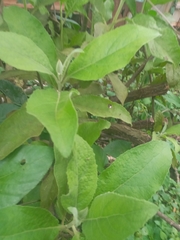 Pluchea carolinensis