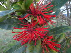 Embothrium coccineum