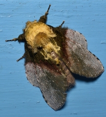 Disphragis manethusa