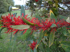Embothrium coccineum