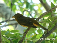 Piranga rubra