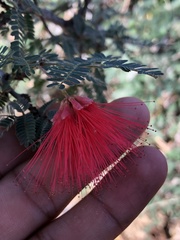 Calliandra californica