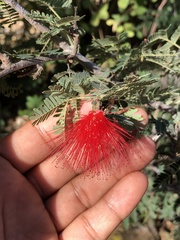 Calliandra californica