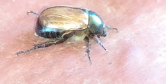 Anomala testaceipennis