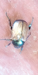Anomala testaceipennis