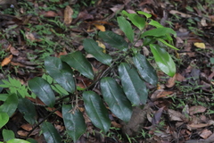 Eupomatia laurina