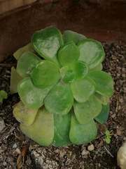 Aeonium canariense