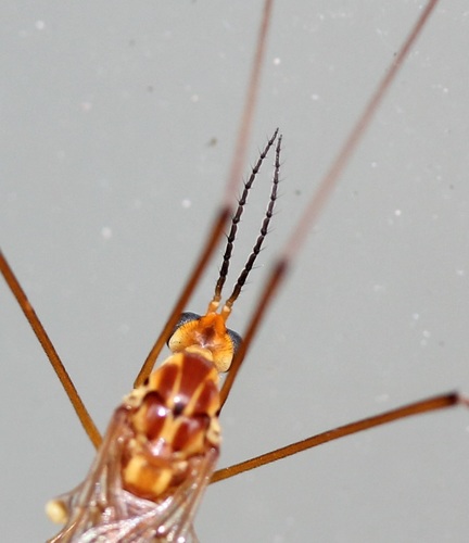 Ferruginous Tiger Crane Fly photo 3