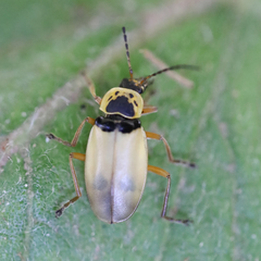 Chauliognathus flavipes