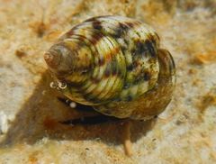 Clibanarius corallinus