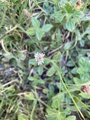 Tridax mexicana