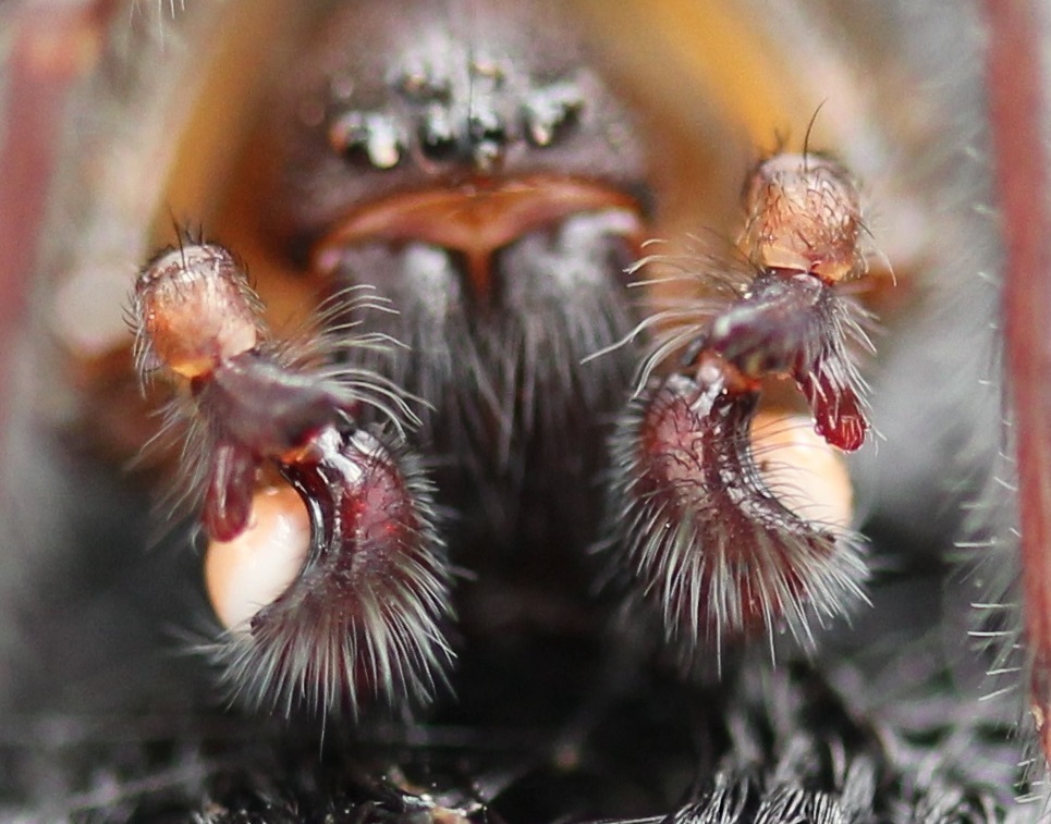 Black Laceweaver