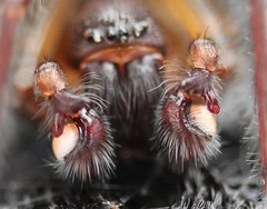 Black Laceweaver