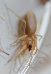 Dysderoidea