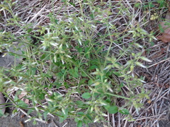Angiospermae