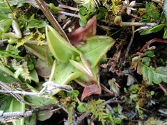 Pinguicula calyptrata