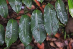 Eupomatia laurina