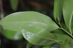 Eupomatia laurina