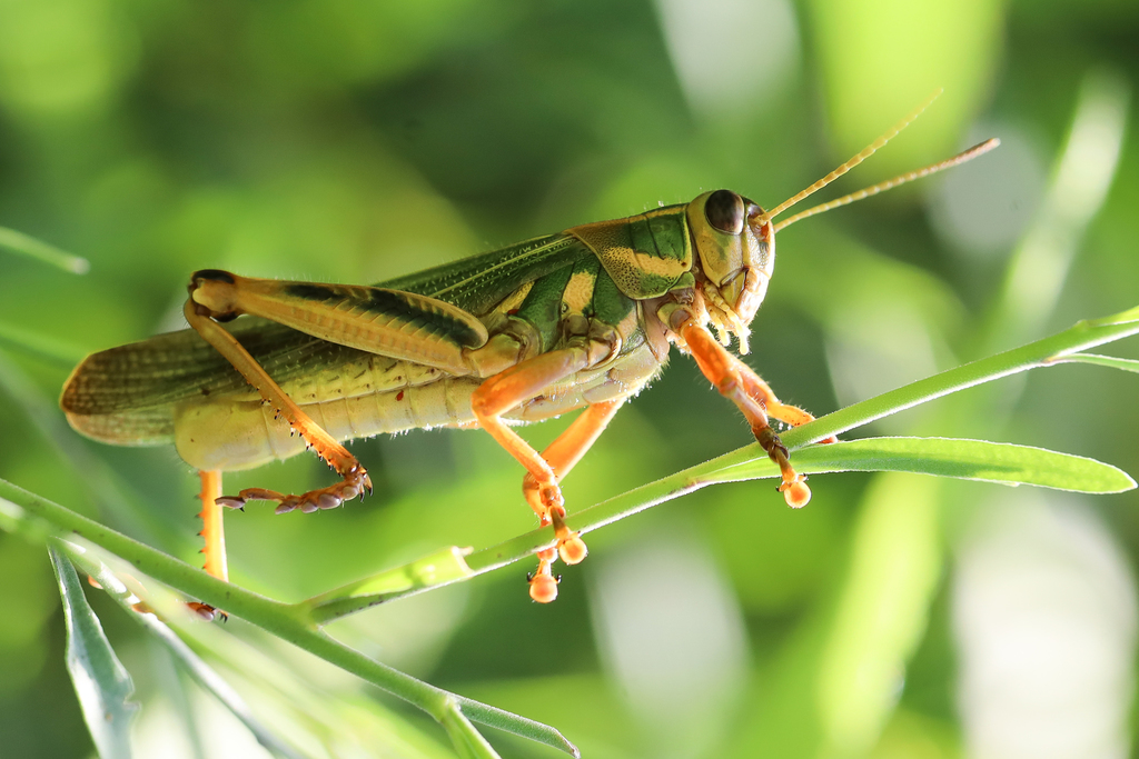 Diponthus dispar