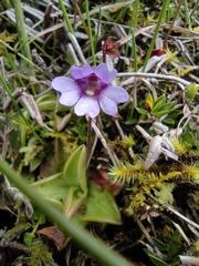Pinguicula calyptrata