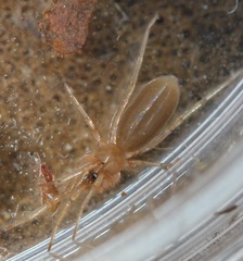Dysderoidea