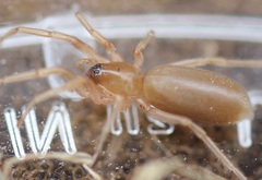 Dysderoidea