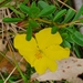 Hibbertia diffusa - Photo (c) deborahec, osa oikeuksista pidätetään (CC BY-NC)