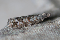 Epinotia subviridis