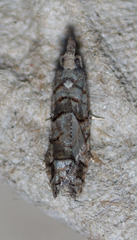 Epinotia subviridis