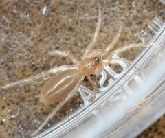 Dysderoidea