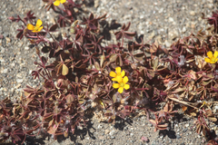 Oxalis corniculata corniculata