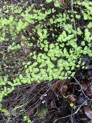 Adiantum jordanii image
